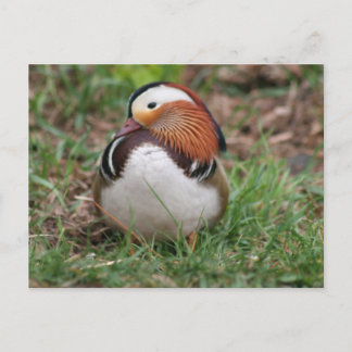 Carte Postale Animaux