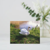 Carte postale Animaux (Debout devant)