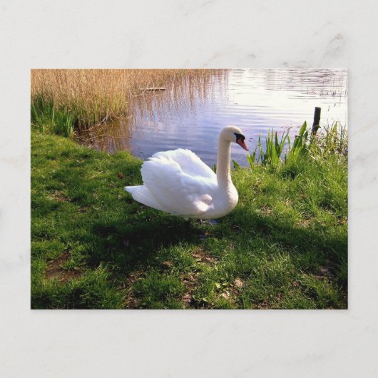 Carte postale Animaux (Devant)