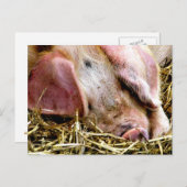 CARTE POSTALE ANIMAUX AGRICOLES, PIGS (Devant / Derrière)