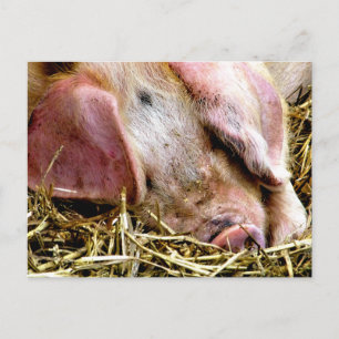 CARTE POSTALE ANIMAUX AGRICOLES, PIGS