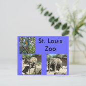 Carte Postale Animaux au zoo (Debout devant)