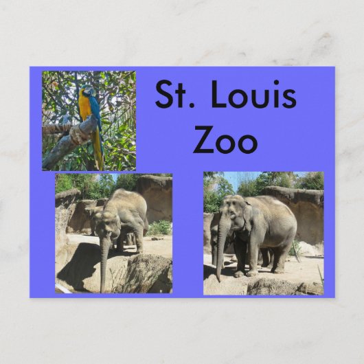 Carte Postale Animaux au zoo (Devant)