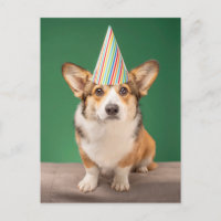 Animaux Bébés les Plus Mignons | Anniversaire de c
