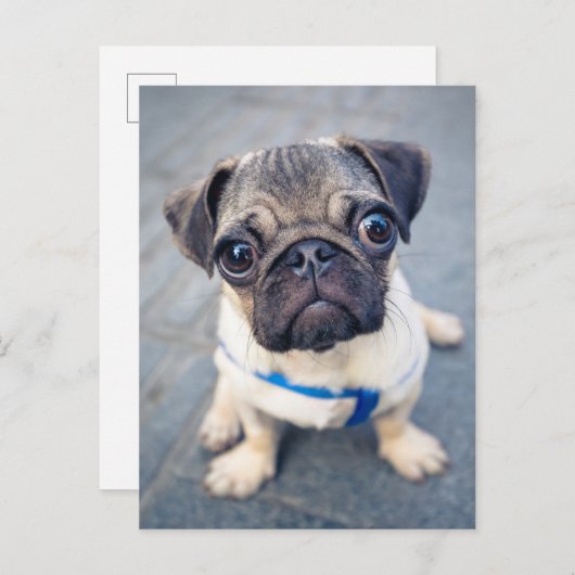 Carte Postale Animaux Bébés les Plus Mignons | Bébé Pug (Devant / Derrière)