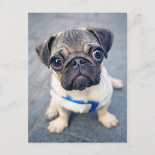 Carte Postale Animaux Bébés les Plus Mignons   Bébé Pug