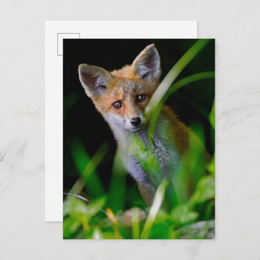 Carte Postale Animaux Bébés les Plus Mignons | Bébé Renard Rouge (Devant / Derrière)