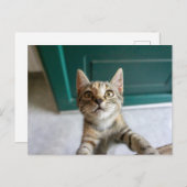 Carte Postale Animaux Bébés les Plus Mignons | Chat Tabby Mignon (Devant / Derrière)