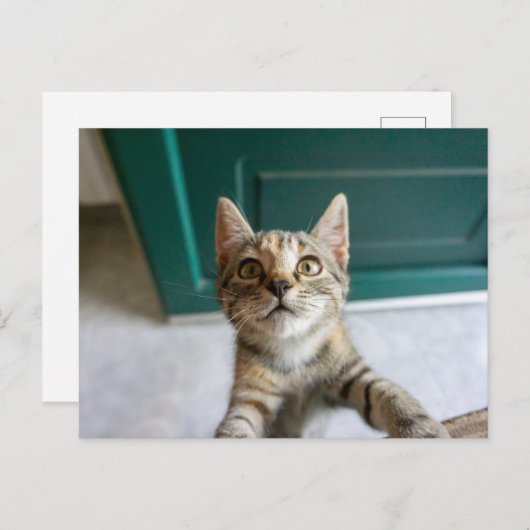 Carte Postale Animaux Bébés les Plus Mignons | Chat Tabby Mignon (Devant / Derrière)