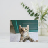 Carte Postale Animaux Bébés les Plus Mignons | Chat Tabby Mignon (Debout devant)