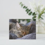 Carte Postale Animaux Bébés les Plus Mignons | Chat Tigré Endorm (Debout devant)