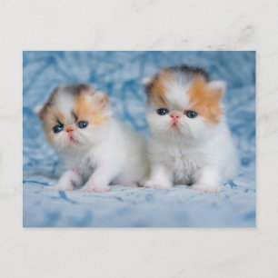 Carte Postale Animaux Bébés les Plus Mignons   Chaton Persan Cal