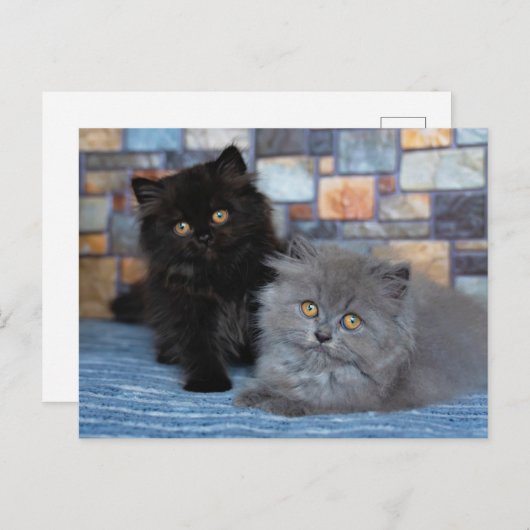 Carte Postale Animaux Bébés les Plus Mignons | Chatons Persans s (Devant / Derrière)