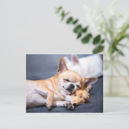 Carte Postale Animaux Bébés les Plus Mignons | Chien Chihuahua a (Debout devant)