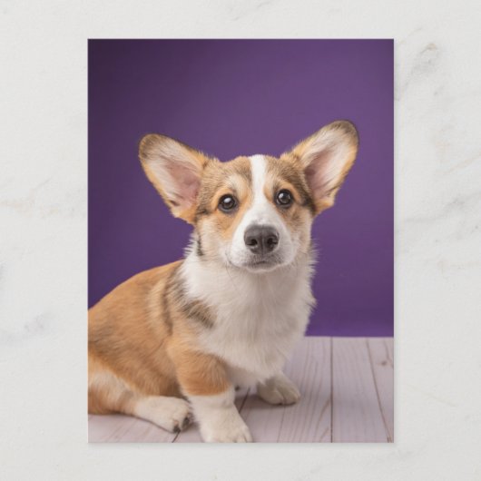 Carte Postale Animaux Bébés les Plus Mignons | Chien Corgi sur F (Devant)