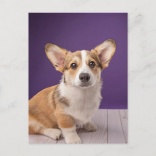 Carte Postale Animaux Bébés les Plus Mignons   Chien Corgi sur F