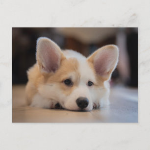 Carte Postale Animaux Bébés les Plus Mignons Chien de Corgi En