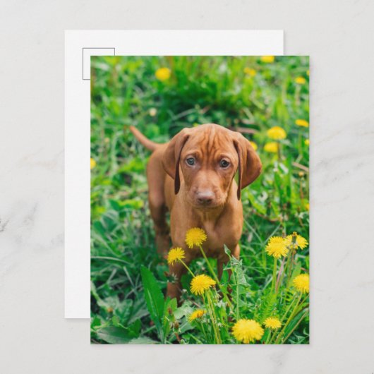 Carte Postale Animaux Bébés les Plus Mignons | Chien Pointer (Devant / Derrière)