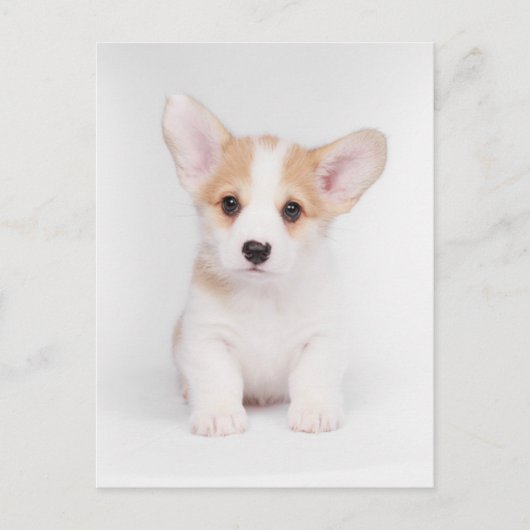 Carte Postale Animaux Bébés les Plus Mignons | Chiot Corgi Blanc (Devant)