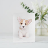 Carte Postale Animaux Bébés les Plus Mignons | Chiot Corgi Blanc (Debout devant)