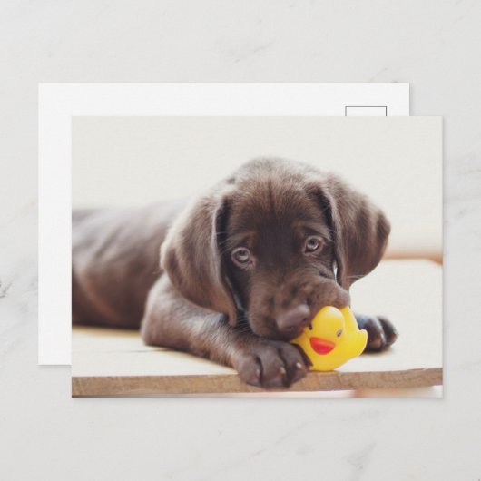 Carte Postale Animaux Bébés les Plus Mignons | Chiot Labrador au (Devant / Derrière)