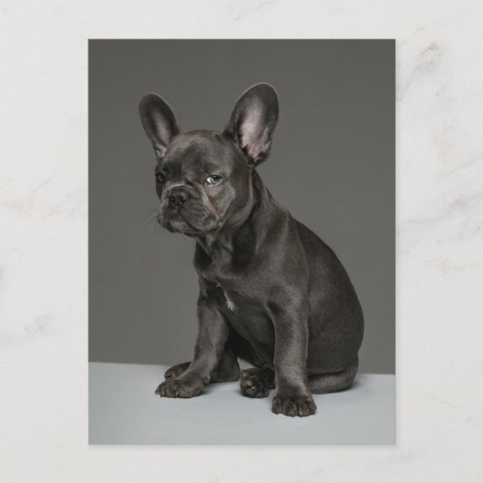 Carte Postale Animaux Bébés les Plus Mignons | Chiots Bouledogue (Devant)