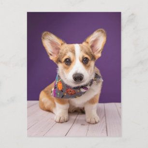Carte Postale Animaux Bébés les Plus Mignons   Corgi d'Halloween