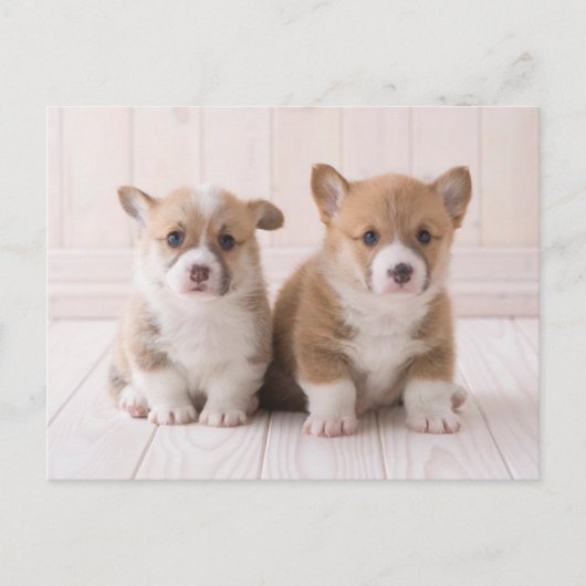 Carte Postale Animaux Bébés les Plus Mignons | Deux Bébés Corgis (Devant)