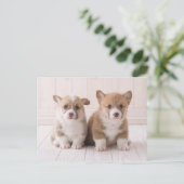 Carte Postale Animaux Bébés les Plus Mignons | Deux Bébés Corgis (Debout devant)