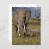 Carte Postale Animaux Bébés les Plus Mignons | Eléphant Amama av (Devant / Derrière)