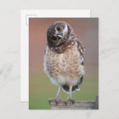 Carte Postale Animaux bébés les plus mignons | Jeune Hibou terri (Devant / Derrière)