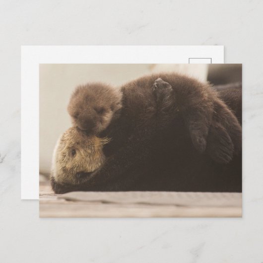 Carte Postale Animaux bébés les plus mignons | Jeune loutre (Devant / Derrière)