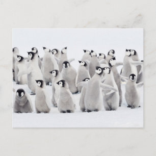 Carte Postale Animaux Bébés les Plus Mignons Jeunes Manchots E