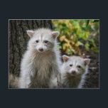Carte Postale Animaux Bébés les Plus Mignons | Jeunes Raton Lave<br><div class="desc">Cette photo adorable de Getty Images présente deux jeunes ratons laveurs blancs.</div>