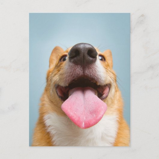 Carte Postale Animaux Bébés les Plus Mignons | Langue de Corgi (Devant)