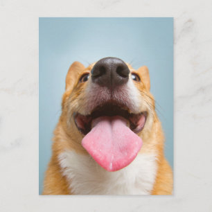 Carte Postale Animaux Bébés les Plus Mignons   Langue de Corgi