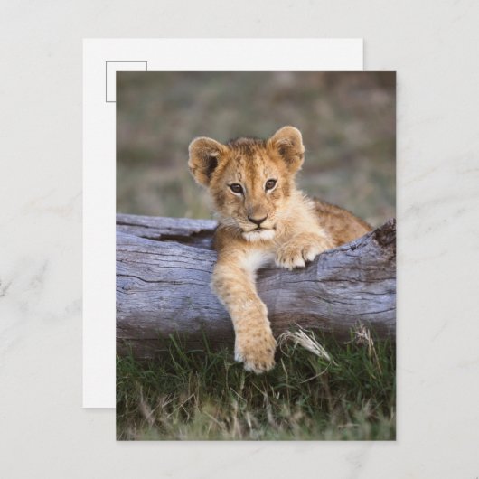 Carte Postale Animaux Bébés les Plus Mignons | Lionceau Mignon (Devant / Derrière)