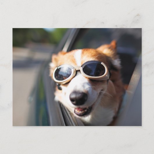Carte Postale Animaux Bébés les Plus Mignons | Lunettes de Corgi (Devant)
