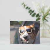 Carte Postale Animaux Bébés les Plus Mignons | Lunettes de Corgi (Debout devant)
