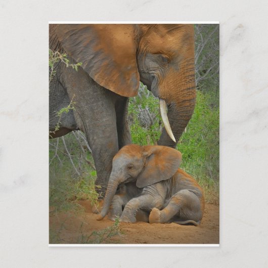 Carte Postale Animaux Bébés les Plus Mignons | Maman Éléphant & (Devant)