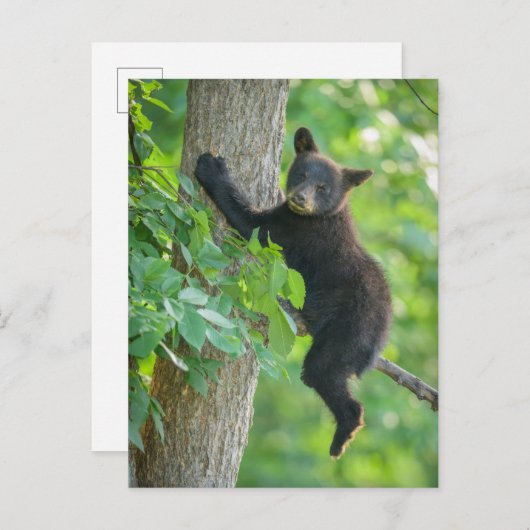 Carte Postale Animaux Bébés les Plus Mignons | Ourson Noir (Devant / Derrière)