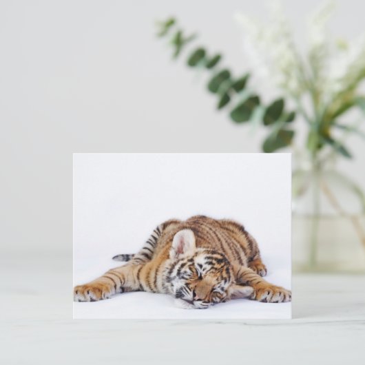 Carte Postale Animaux Bébés les Plus Mignons | Petit Tigre Bébé  (Debout devant)