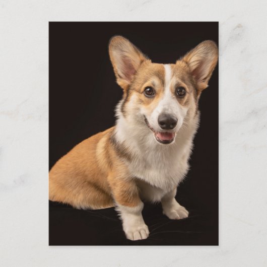 Carte Postale Animaux Bébés les Plus Mignons | Portrait de Corgi (Devant)