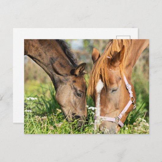 Carte Postale Animaux Bébés les Plus Mignons | Poulin de Cheval (Devant / Derrière)