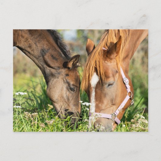 Carte Postale Animaux Bébés les Plus Mignons | Poulin de Cheval (Devant)