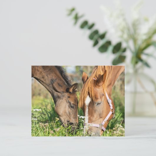 Carte Postale Animaux Bébés les Plus Mignons | Poulin de Cheval (Debout devant)