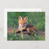 Carte Postale Animaux Bébés les Plus Mignons | Renardeau Rouge a (Devant / Derrière)
