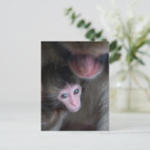Carte Postale Animaux Bébés les Plus Mignons | Singe Macaque Béb (Debout devant)