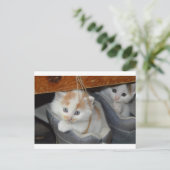 Carte Postale Animaux Cute Kitten Kitty Animaux Chats (Debout devant)