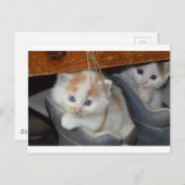 Carte Postale Animaux Cute Kitten Kitty Animaux Chats (Devant / Derrière)
